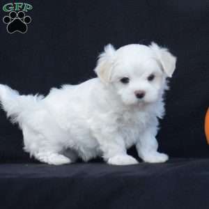 Winston, Maltese Puppy